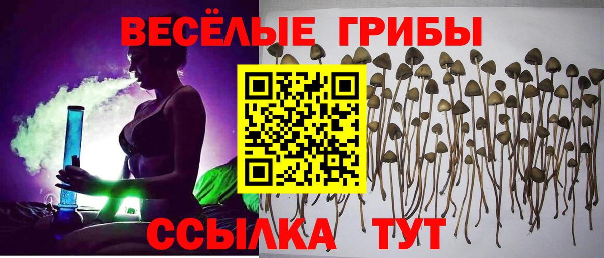 Псилоцибиновые грибы Psilocybe  Вход с VPN  Чита 